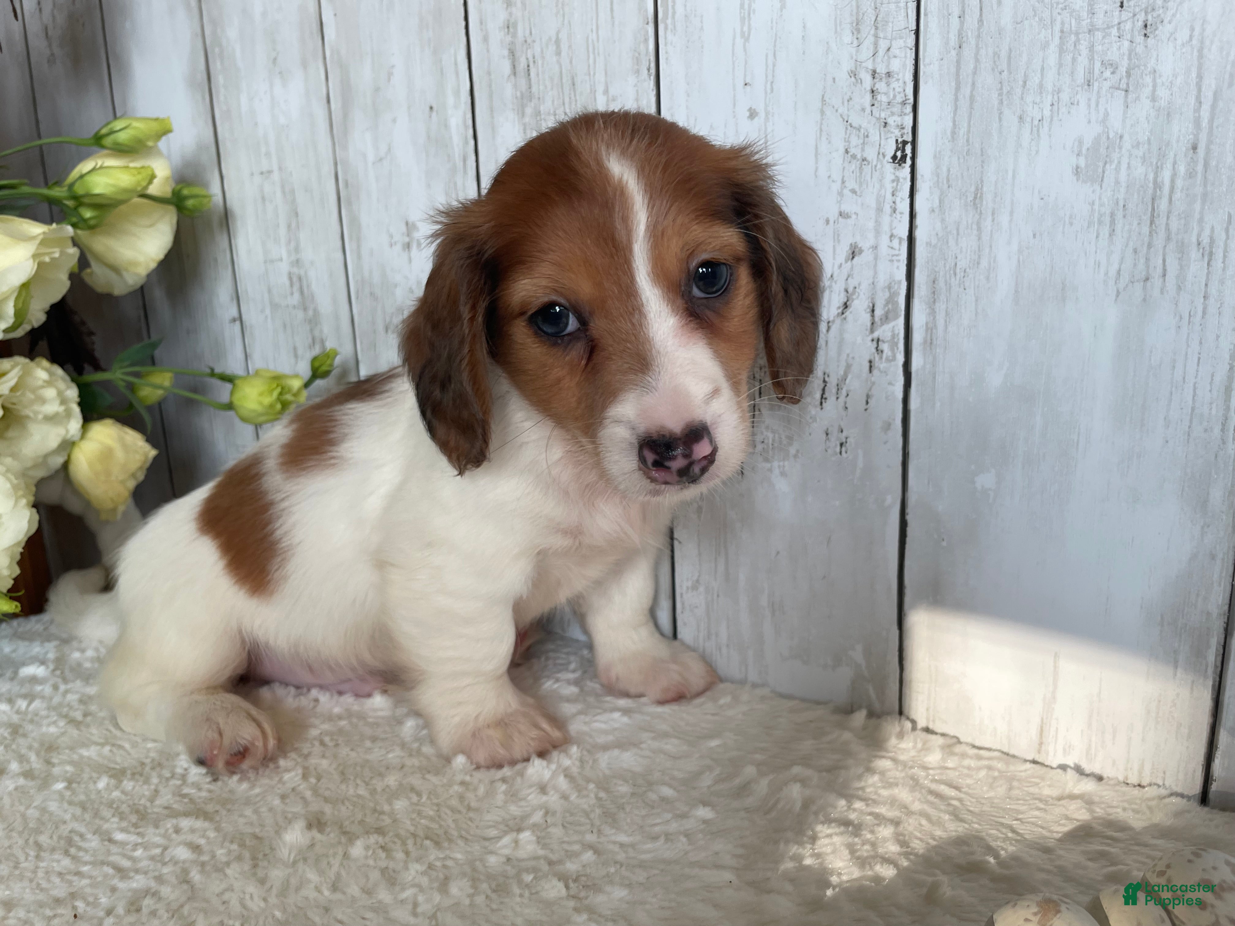 Miniature Dachshund dogs Luke - Ad 2