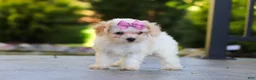 Cavapoo dogs for sale: Maisie - Ad 6