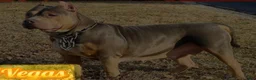 American Pit Bull Terrier dogs for sale: American Pit Bull Terrier 3 - Ad 2