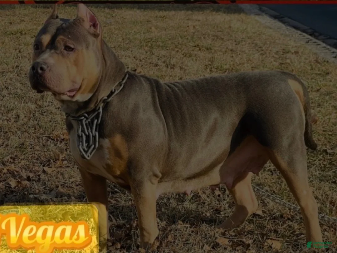 American Pit Bull Terrier dogs for sale: American Pit Bull Terrier 3 - Ad 2