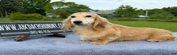 Miniature Dachshund dogs for sale: Cream - Ad 13