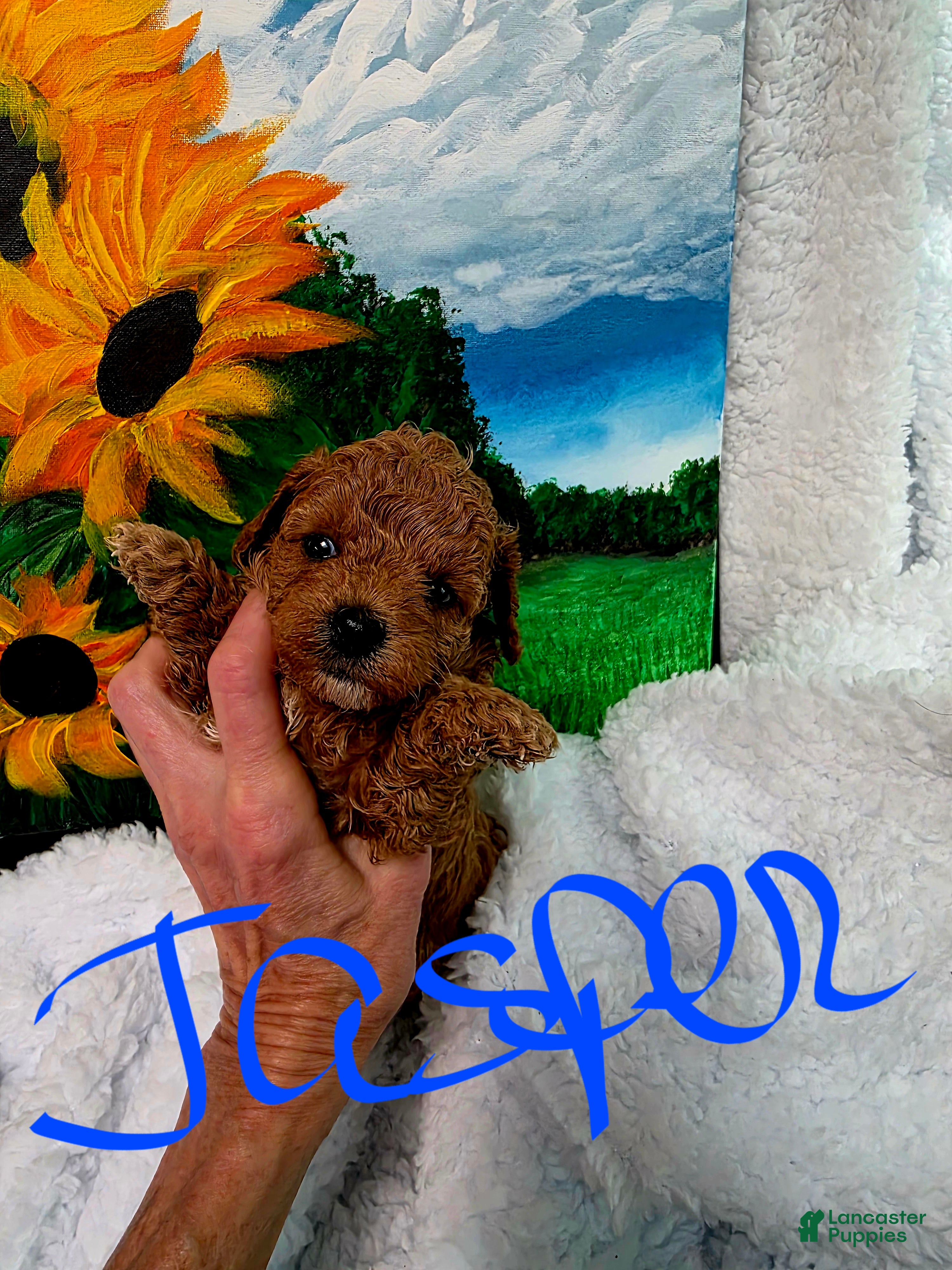 Toy Poodle dogs for sale: Toy Poodle 4 - Ad 4