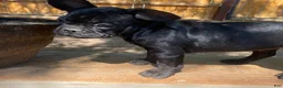 French Bulldog dogs for sale: Alkali - Ad 2