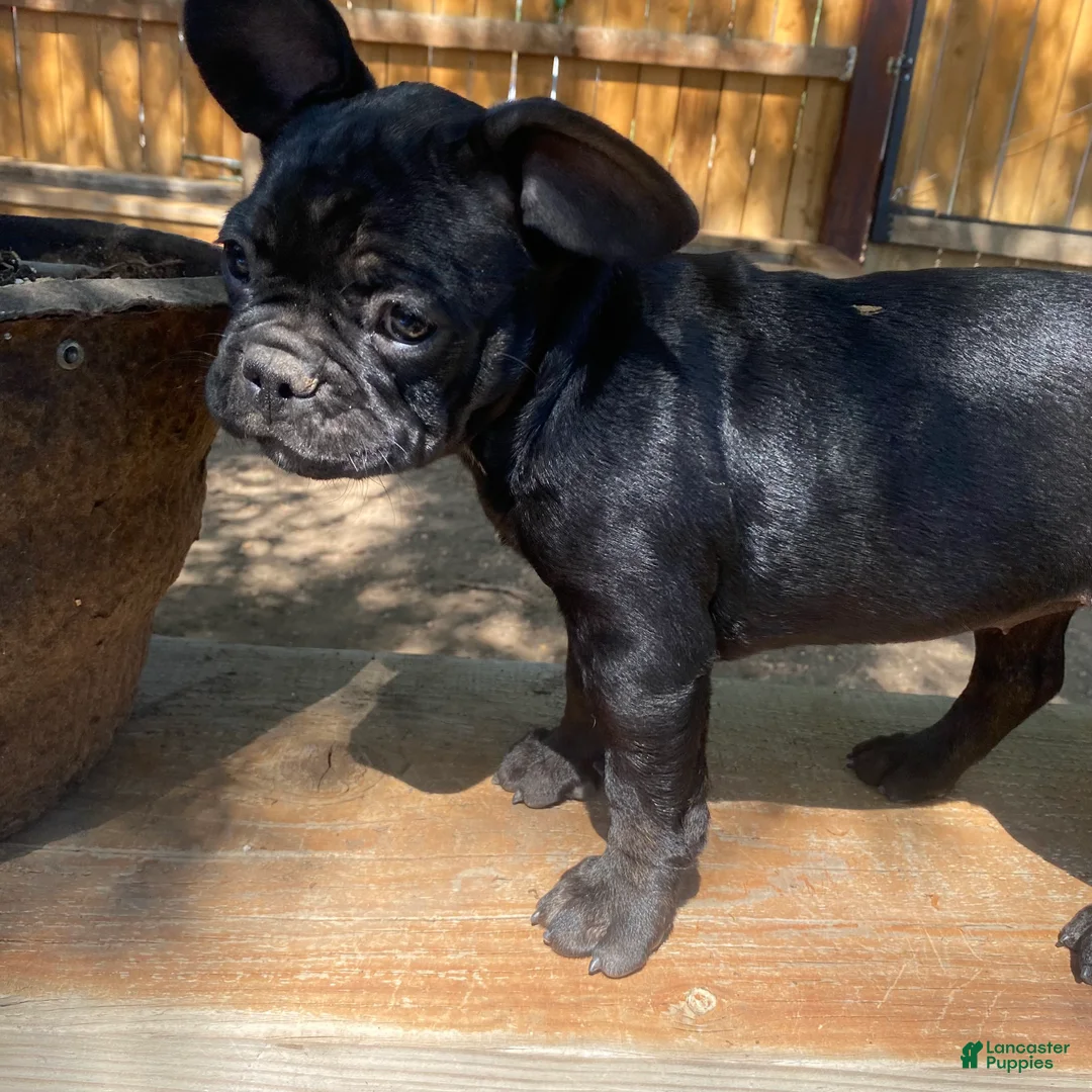 French Bulldog dogs for sale: Alkali - Ad 2