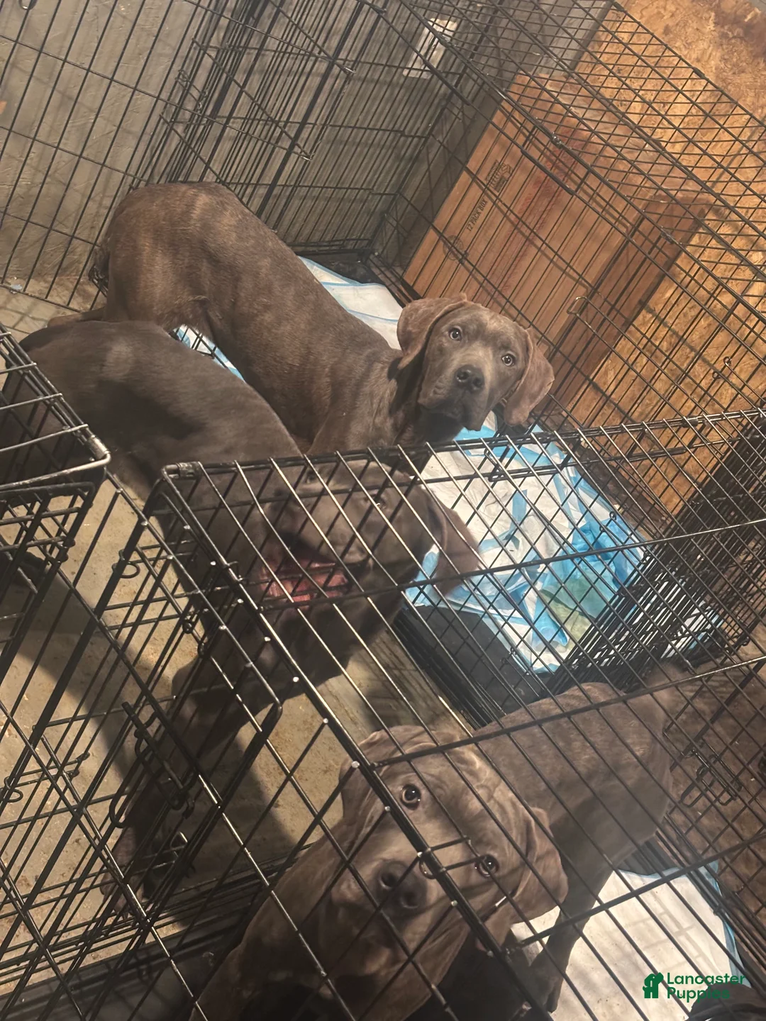 Gallery Image {{count}}