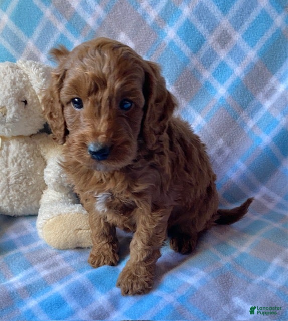 Mini Goldendoodle dogs Charlie - Ad 30