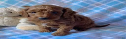 Mini Goldendoodle dogs for sale: Charlie - Ad 3