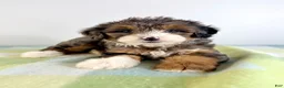 Bernedoodle dogs for sale: Rex - Ad 2