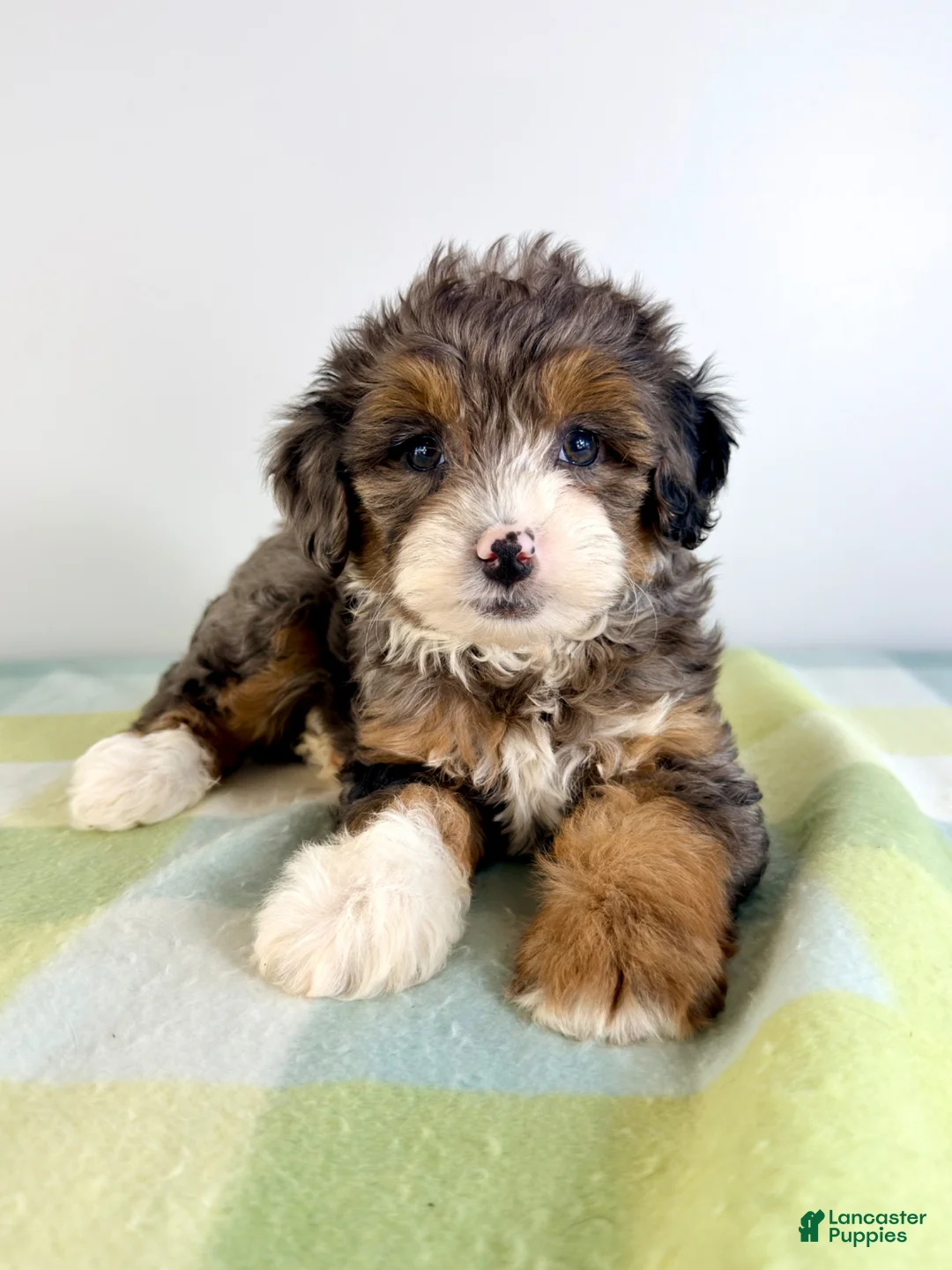 Bernedoodle dogs for sale: Rex - Ad 2