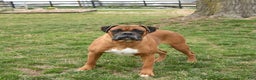 Boxer dogs for sale: Snowman - Ad 7