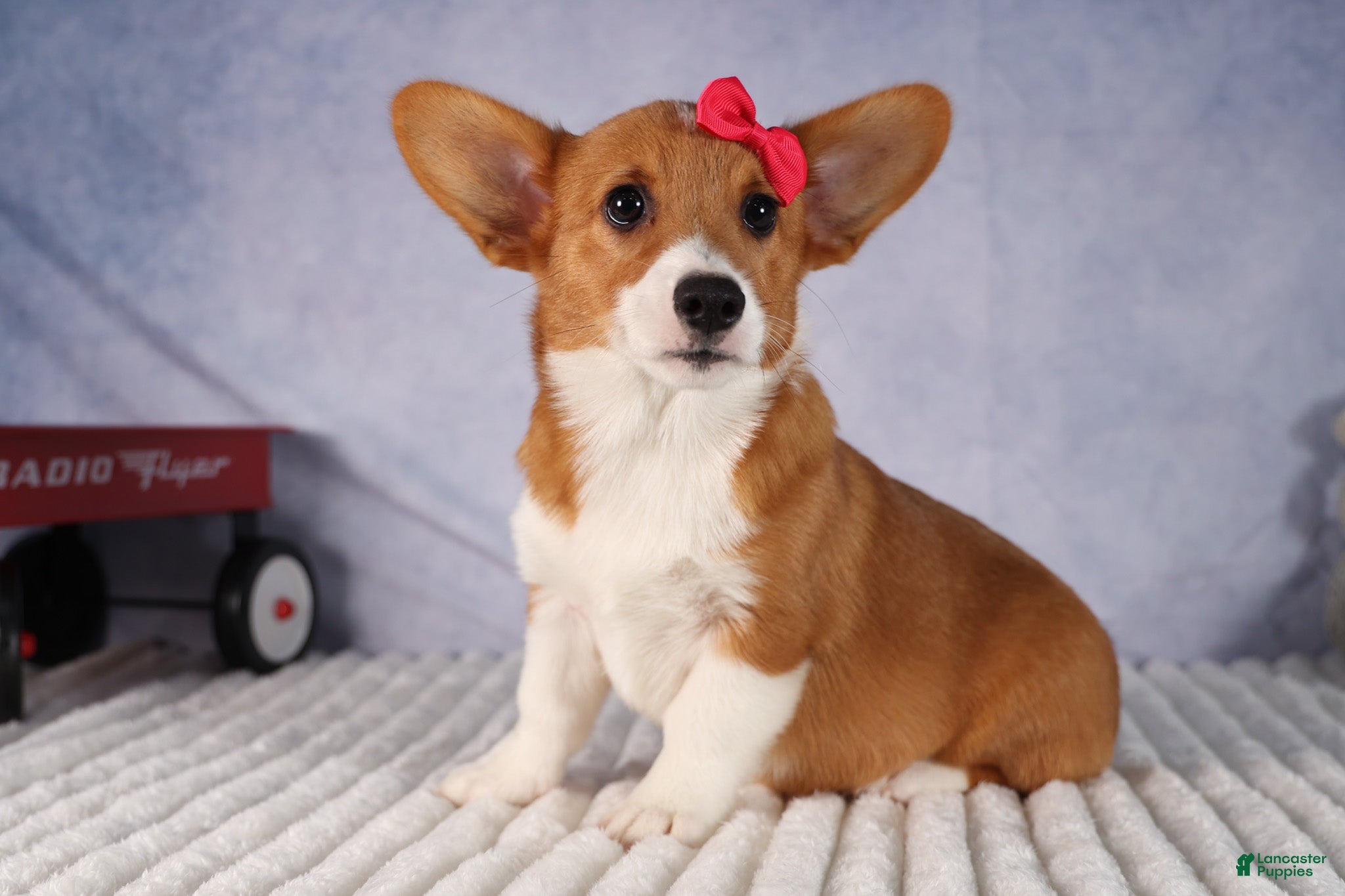 Welsh Corgi Pembroke dogs Zella 💗 - Ad 2