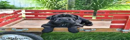 Mini Hippo dogs for sale: Jenny - Ad 8