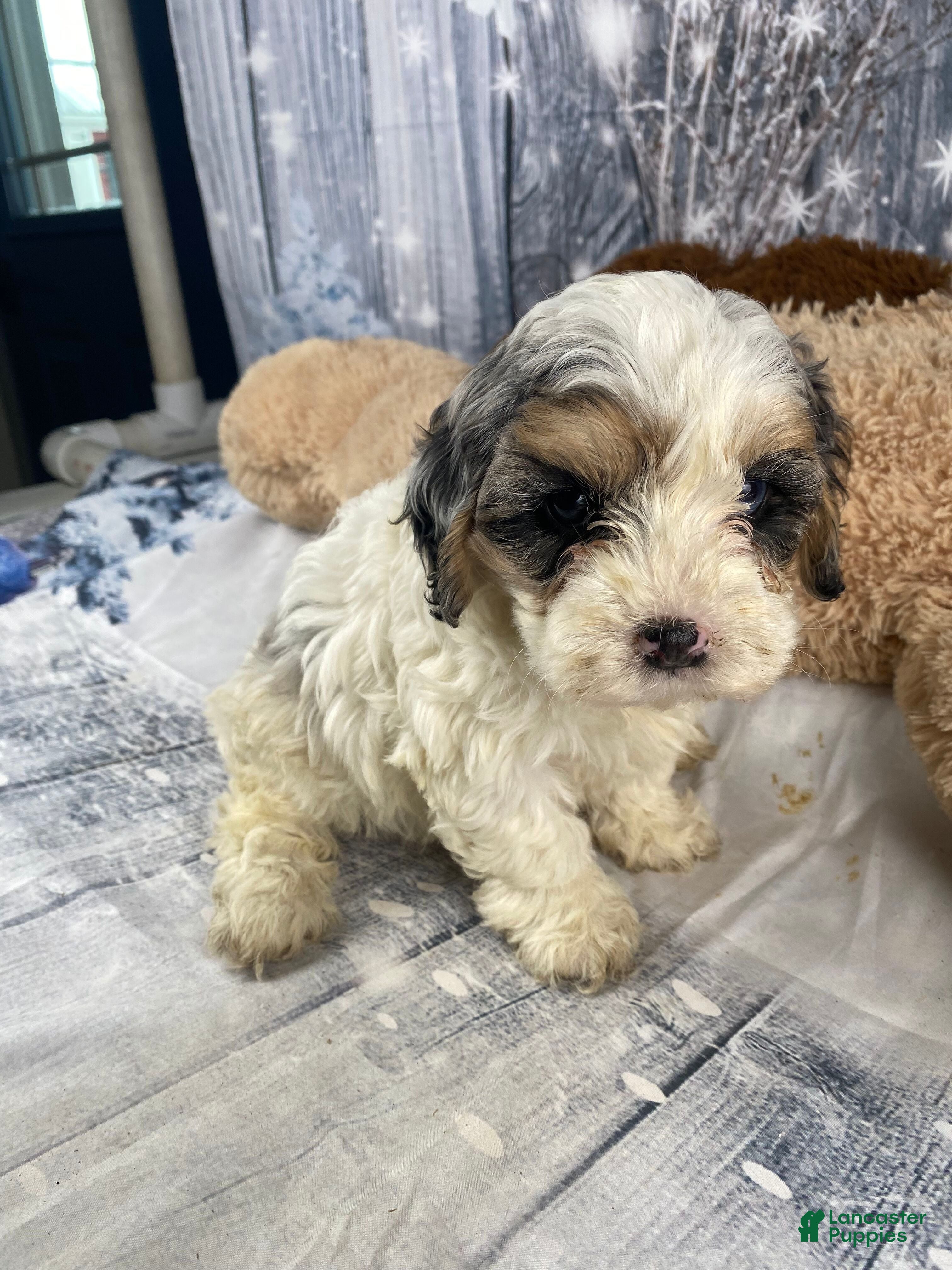 Cavapoo dogs Julie - Ad 8