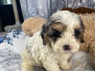 Cavapoo dogs Julie - Ad 33