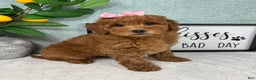 Mini Goldendoodle dogs for sale: Georgia  - Ad 5