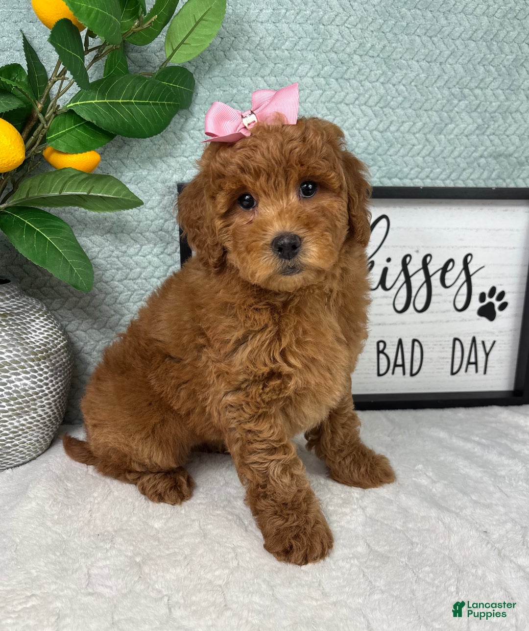 Mini Goldendoodle dogs for sale: Georgia  - Ad 5