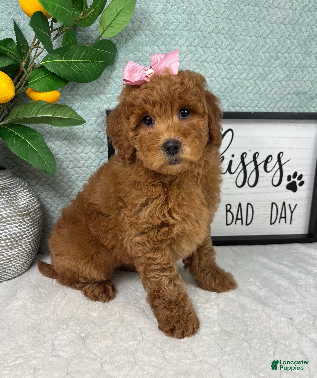 Mini Goldendoodle dogs for sale: Georgia  - Ad 5