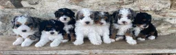 Mini Bernedoodle dogs for sale: Jack - Ad 5