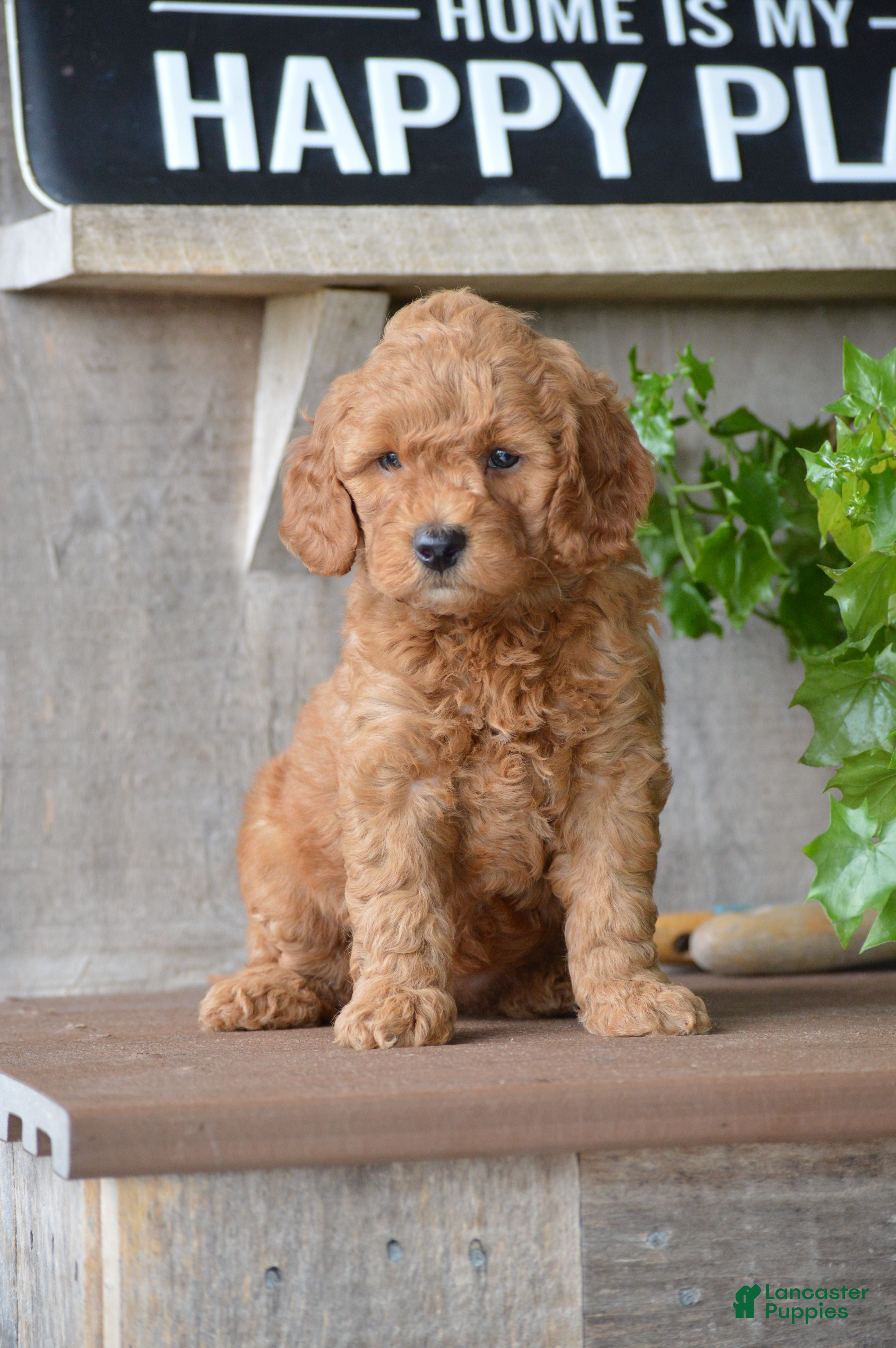 Mini Goldendoodle dogs for sale: Bailey - Ad 2