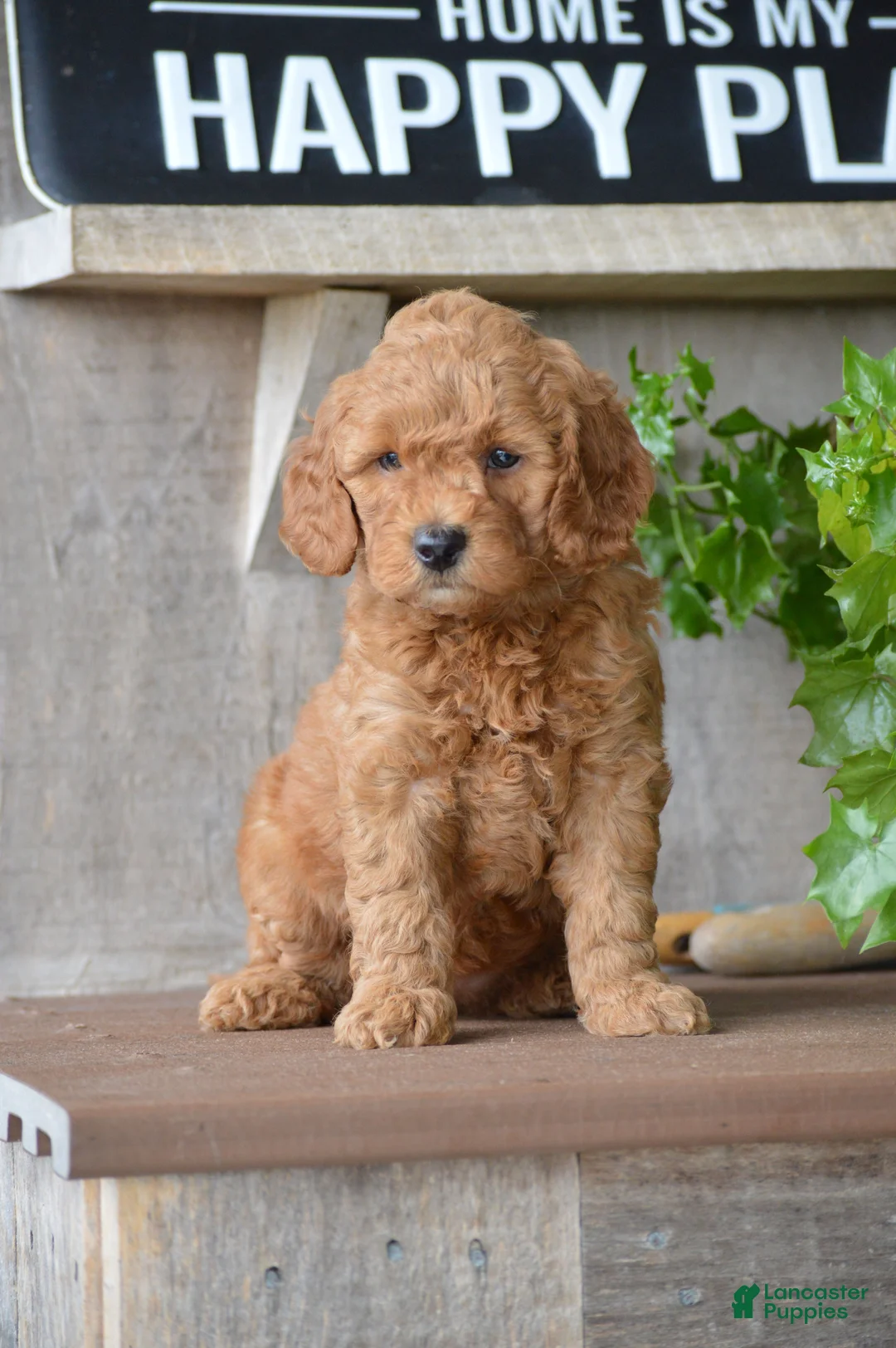 Mini Goldendoodle dogs for sale: Bailey - Ad 1