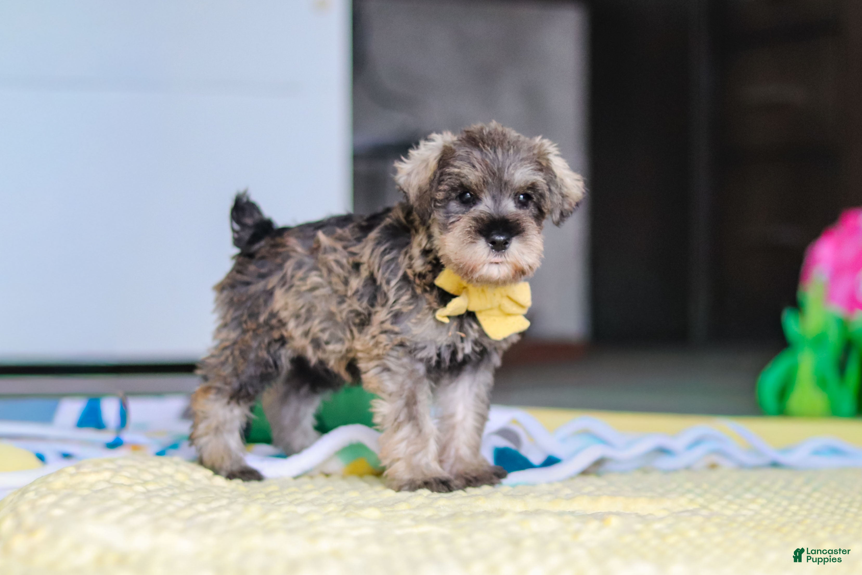 Miniature Schnauzer dogs Henry - Ad 1