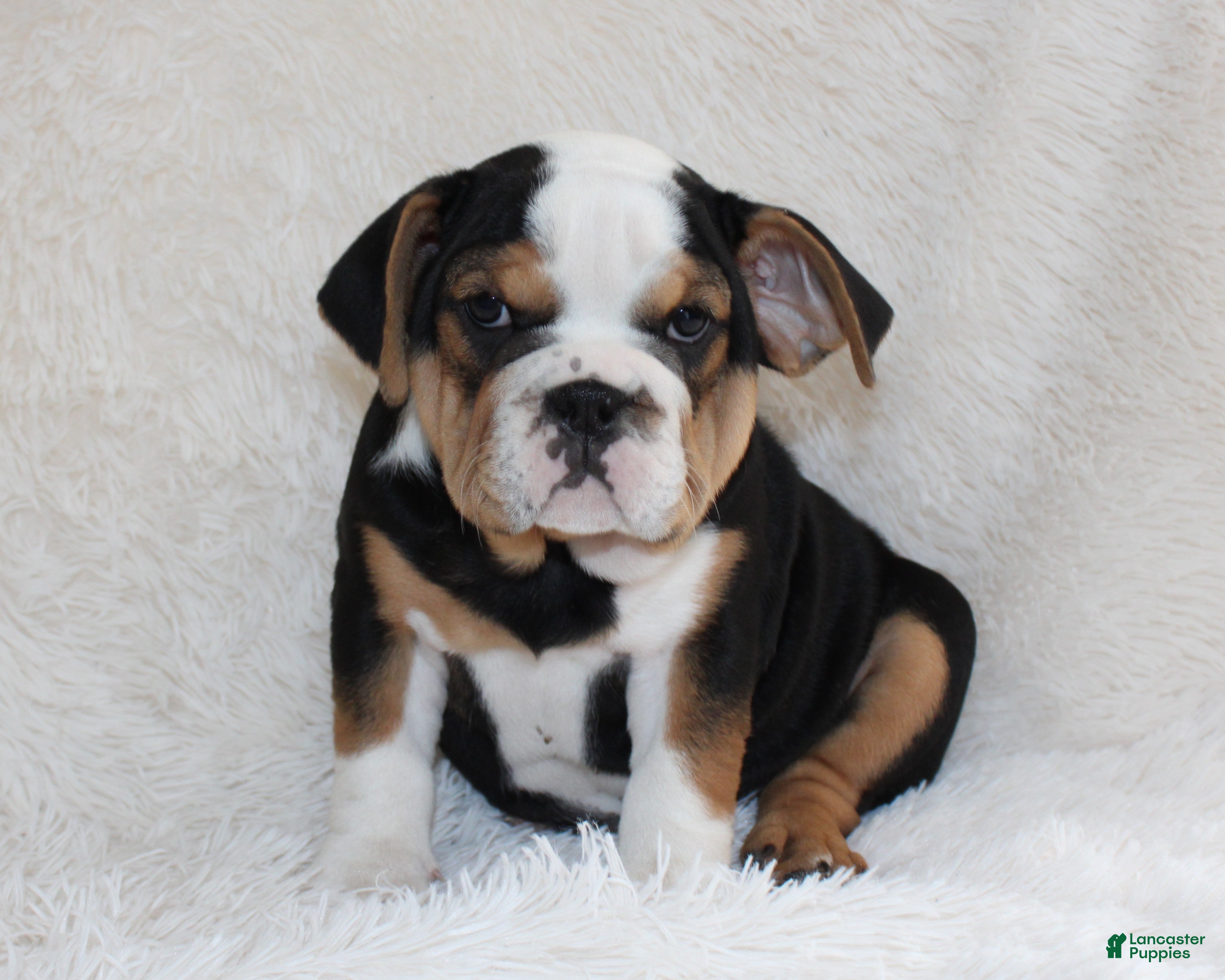 English Bulldog dogs Mabel - Ad 1
