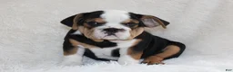 English Bulldog dogs for sale: Mabel - Ad 4