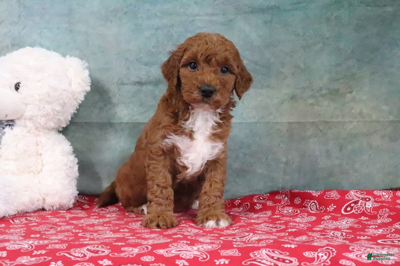 Mini Goldendoodle dogs Dixie - Ad 2