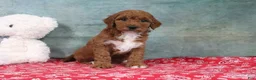 Mini Goldendoodle dogs for sale: Dixie - Ad 2