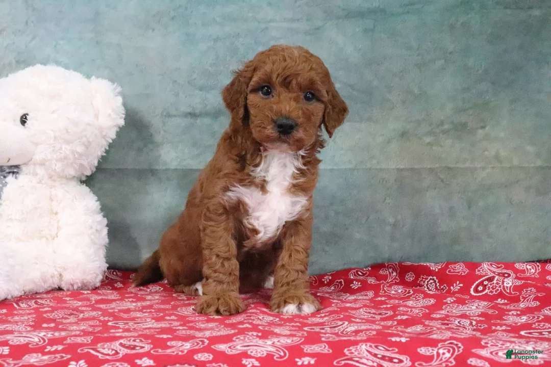 Mini Goldendoodle dogs for sale: Dixie - Ad 2