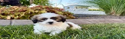 Mixed Breed dogs for sale: Lhasa/Coton male 4 - Ad 9