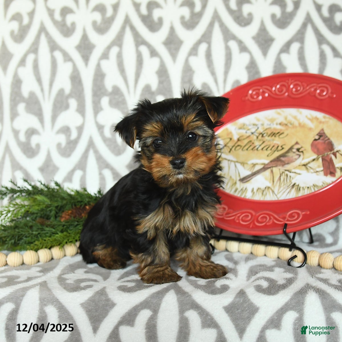 Yorkiepoo dogs Davon  - Ad 3