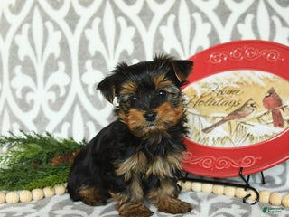 Yorkiepoo dogs Davon - Ad 15