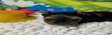 Yorkshire Terrier Puppy 2