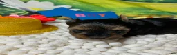 Yorkshire Terrier dogs for sale: Yorkshire Terrier Puppy 2 - Ad 1