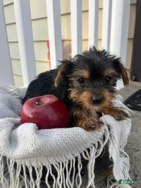 Yorkshire Terrier dogs for sale: Mason - Ad 2