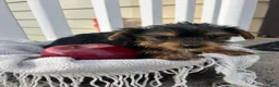 Yorkshire Terrier dogs for sale: Mason - Ad 2