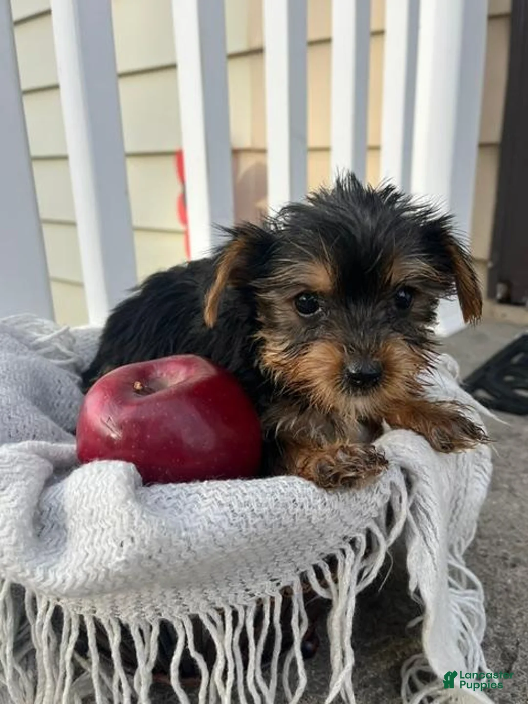 Yorkshire Terrier dogs for sale: Mason - Ad 2