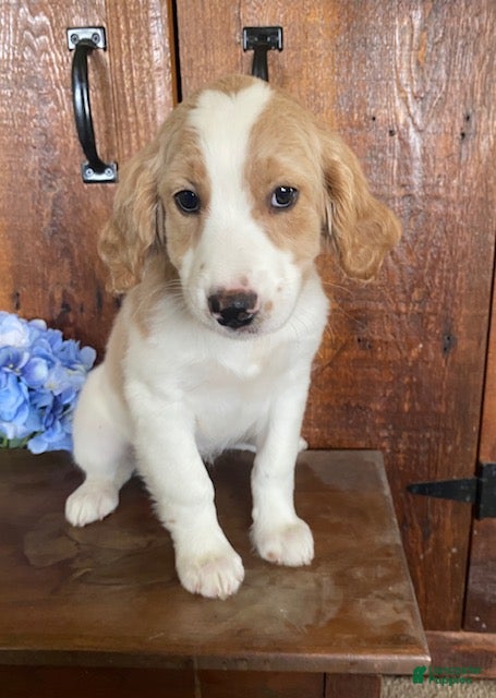 Mini Goldendoodle dogs Lily - Ad 1