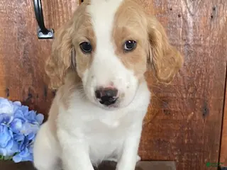 Mini Goldendoodle dogs for sale: Lily - Ad 4