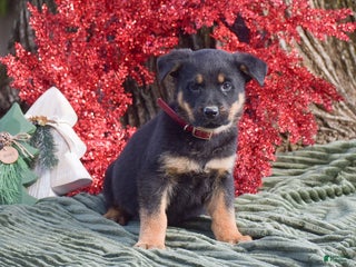 Mixed Breed dogs Annie - Ad 36