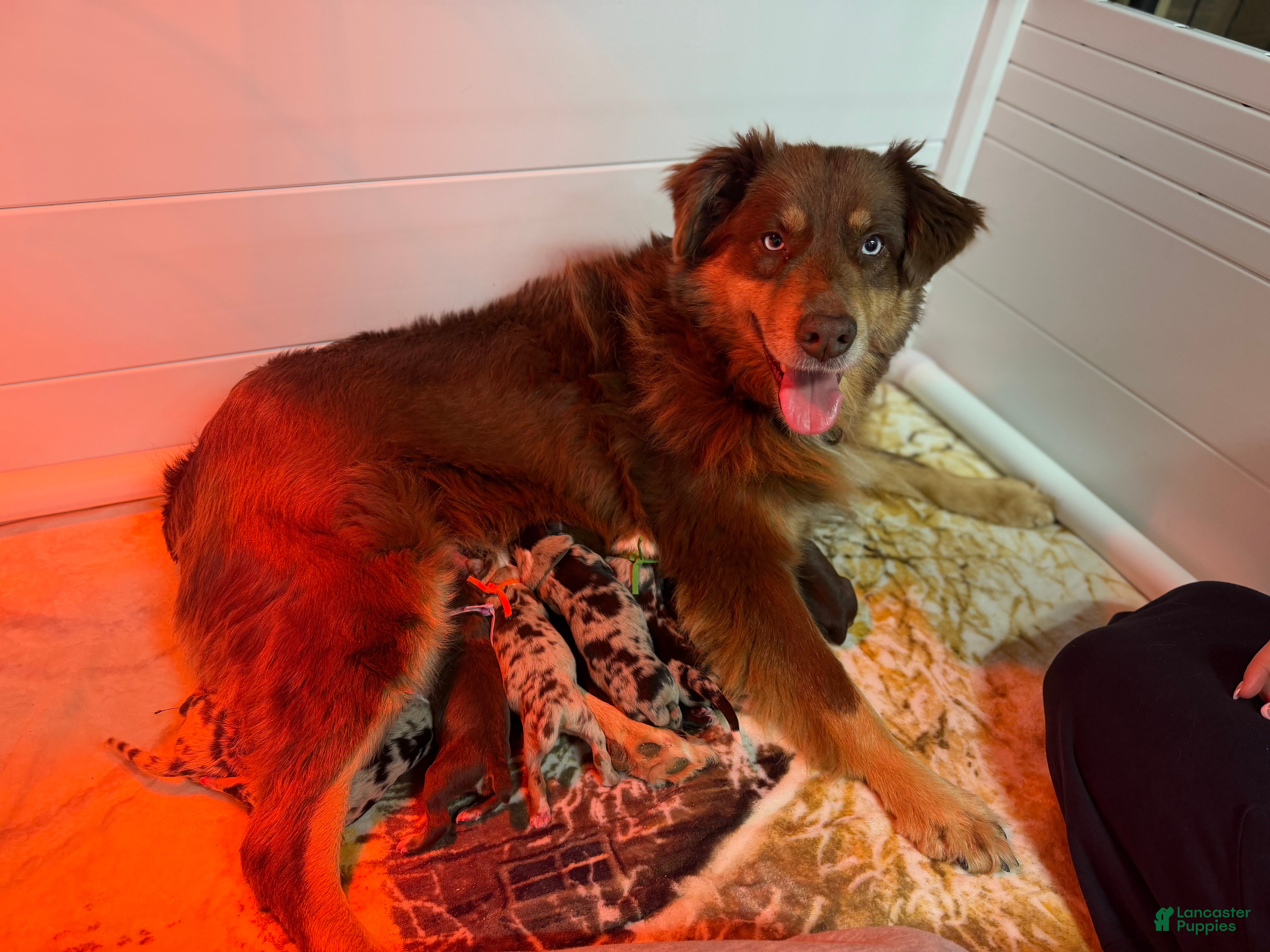 Australian Shepherd dogs Australian Shepherd Puppy 7 - Ad 2