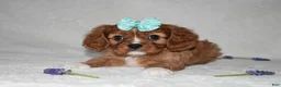 Cavalier King Charles Spaniel dogs for sale: Rhea - Ad 6