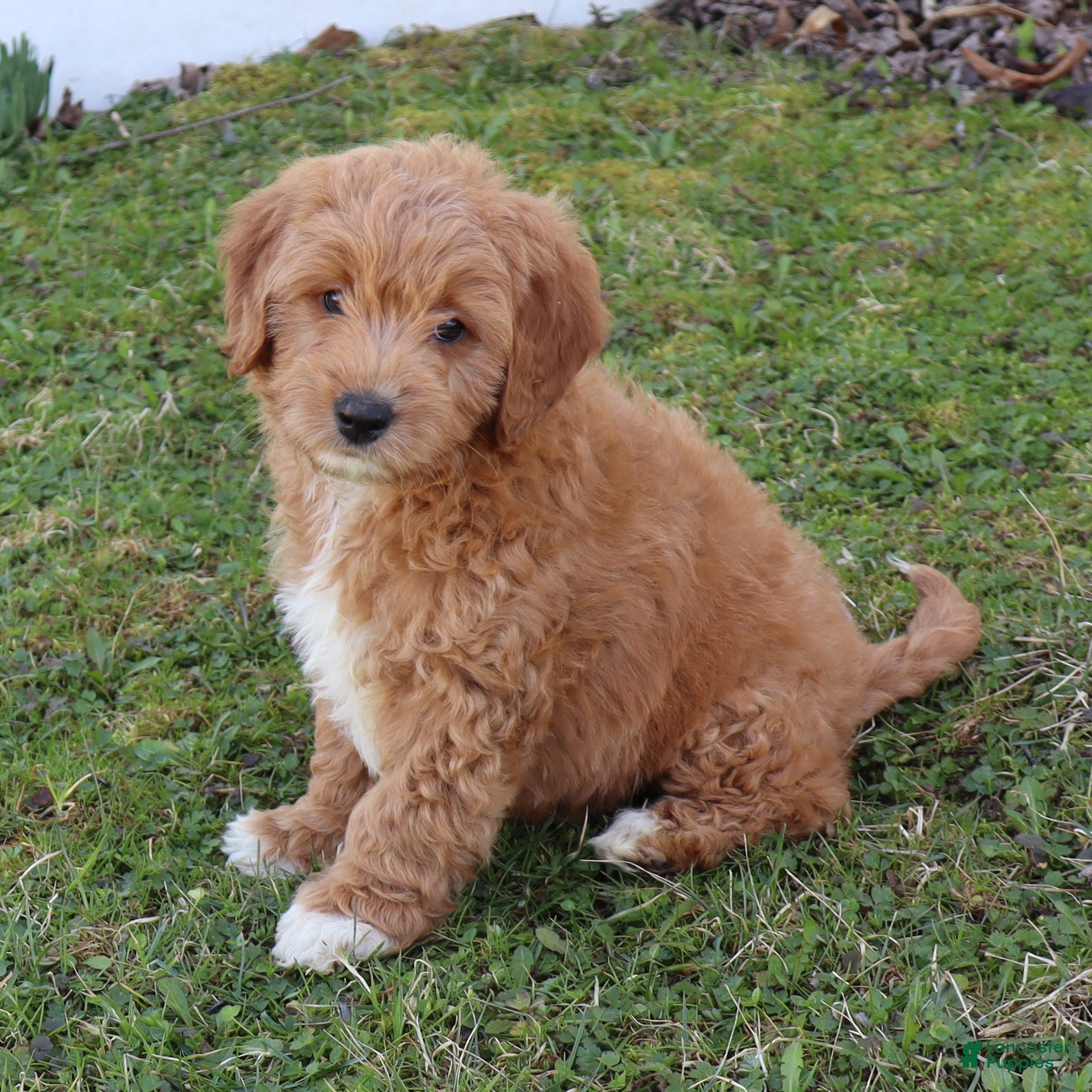 Mini Goldendoodle dogs Chet - Ad 1
