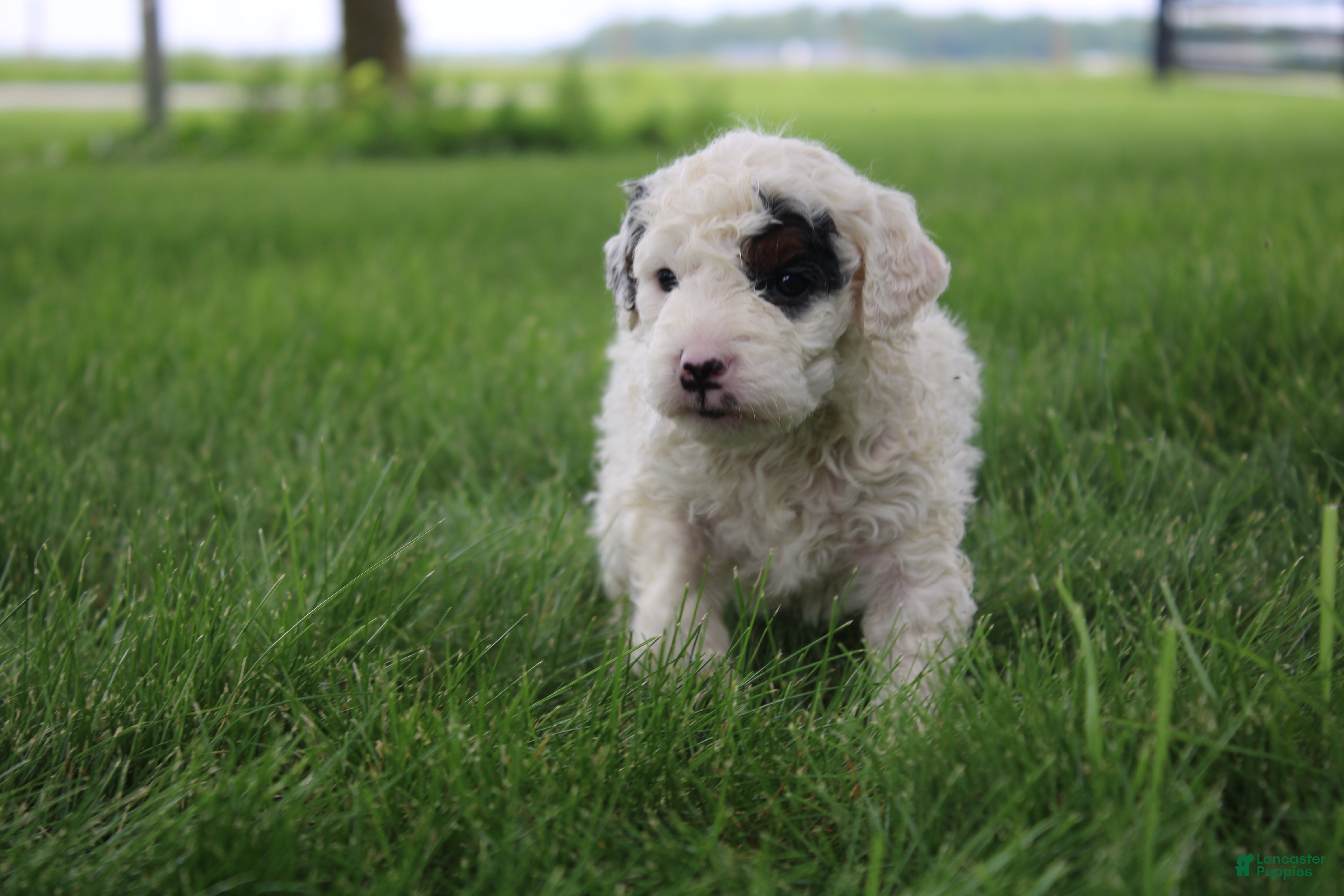 Mini Goldendoodle dogs Reina  - Ad 2