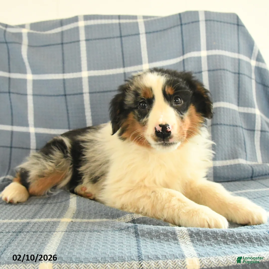 Australian Shepherd dogs for sale: Koda - Ad 1