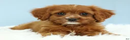 Cavapoo dogs for sale: Buckeye 🍦 - Ad 7