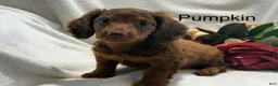 Miniature Dachshund dogs for sale: Pumpkin  - Ad 1