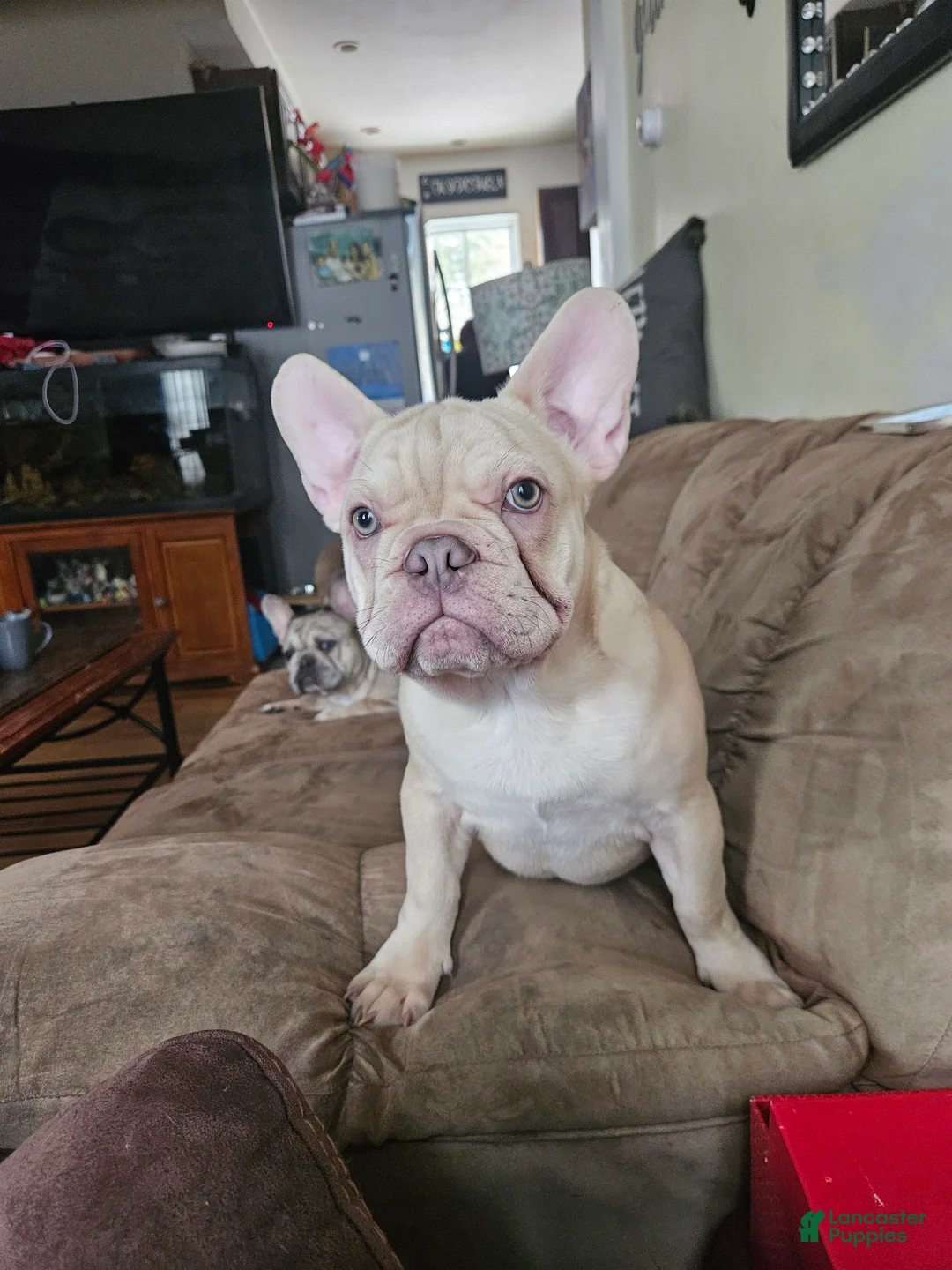 French Bulldog dogs for sale: French Bulldog Puppy 3 - Ad 2