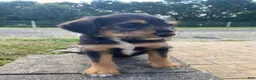 Mixed Breed dogs for sale: Otis - Ad 6